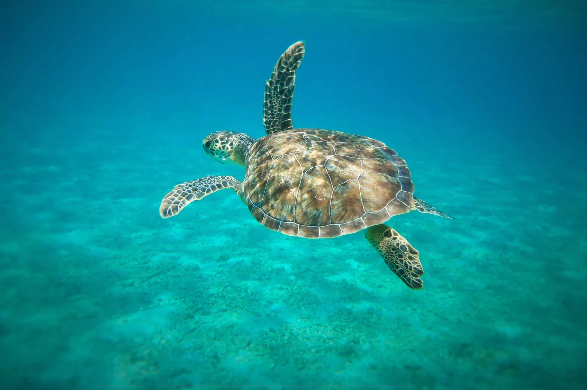 Alagadi (Alagadın - Turtle Beach) Taksi | 7/24 VIP Hizmet